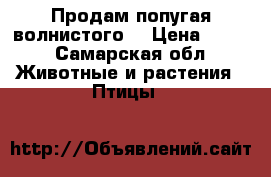 Продам попугая волнистого  › Цена ­ 500 - Самарская обл. Животные и растения » Птицы   